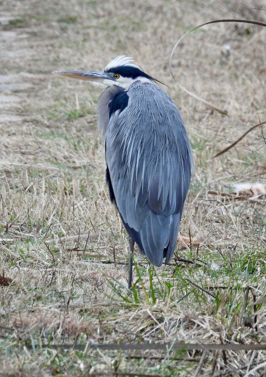 Great Blue Heron - ML647431691