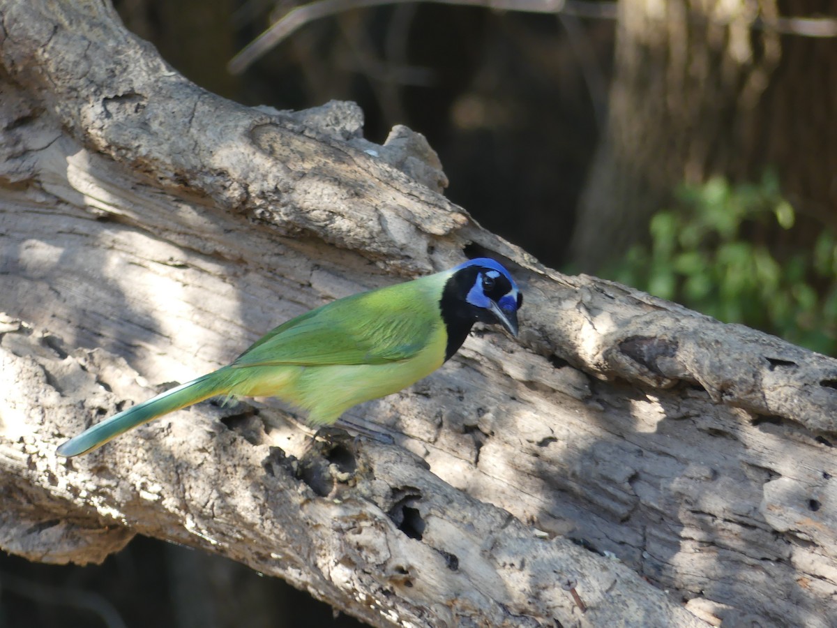 Inkablaurabe - ML647431702