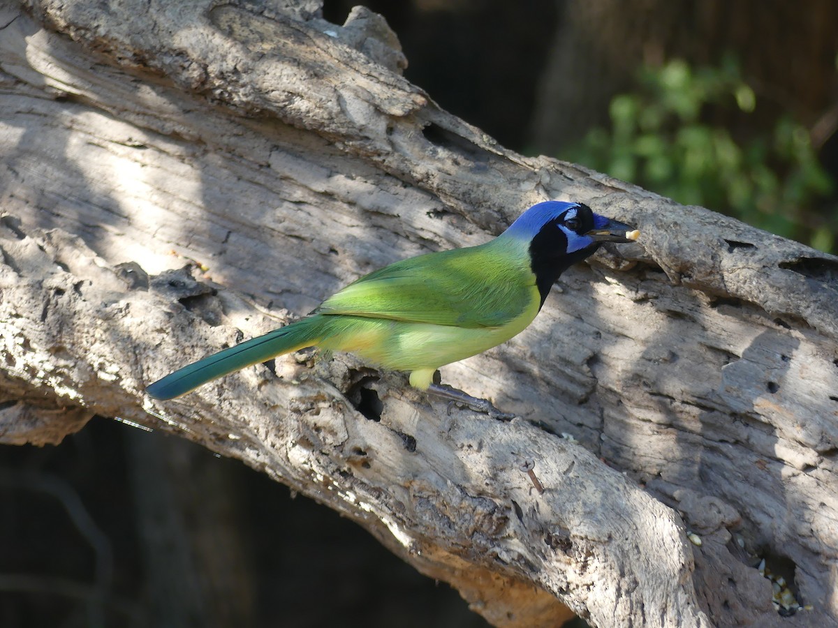 Inkablaurabe - ML647431703