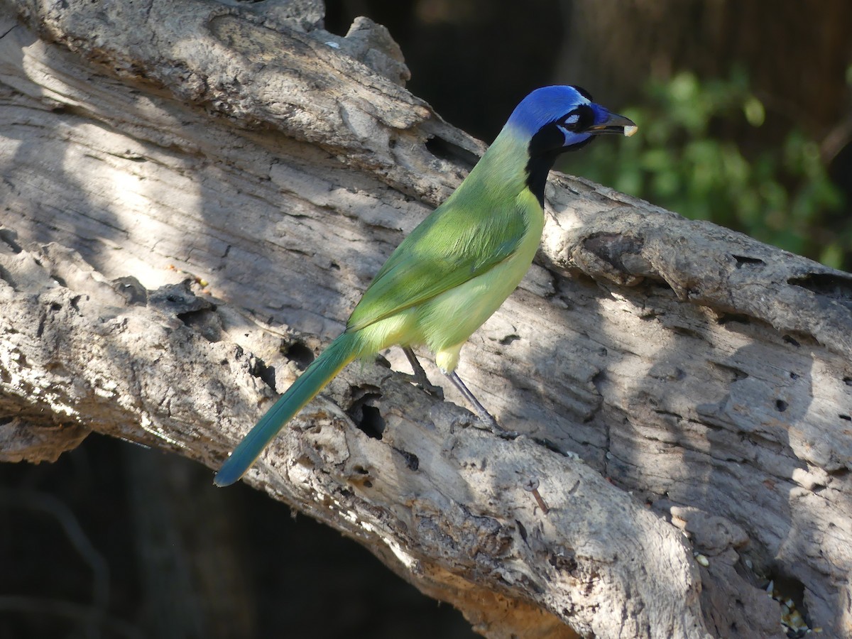 Inkablaurabe - ML647431704