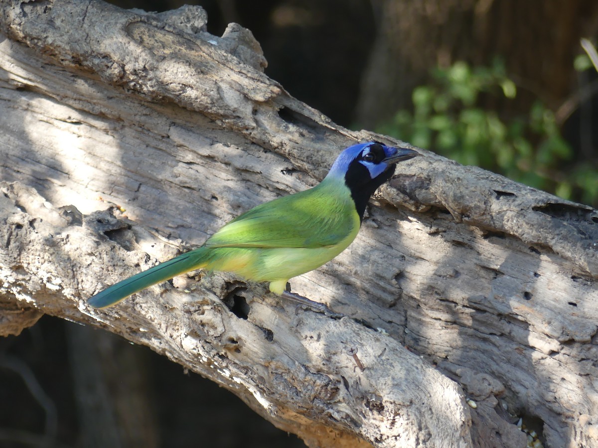 Inkablaurabe - ML647431705