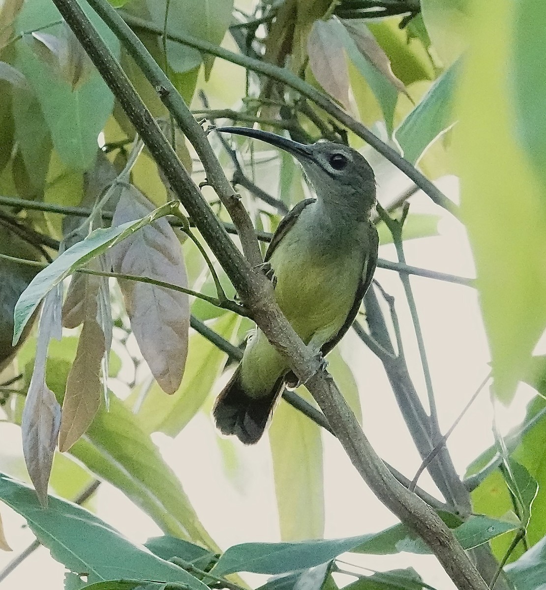 Little Spiderhunter - ML647431711