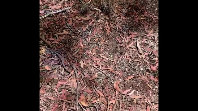 Sahul Brush Cuckoo - ML647431717