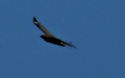 Himalayan Buzzard - ML647431721