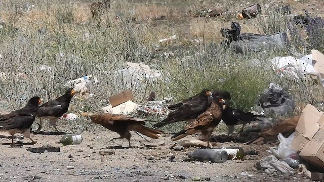 fjellkarakara - ML647431737