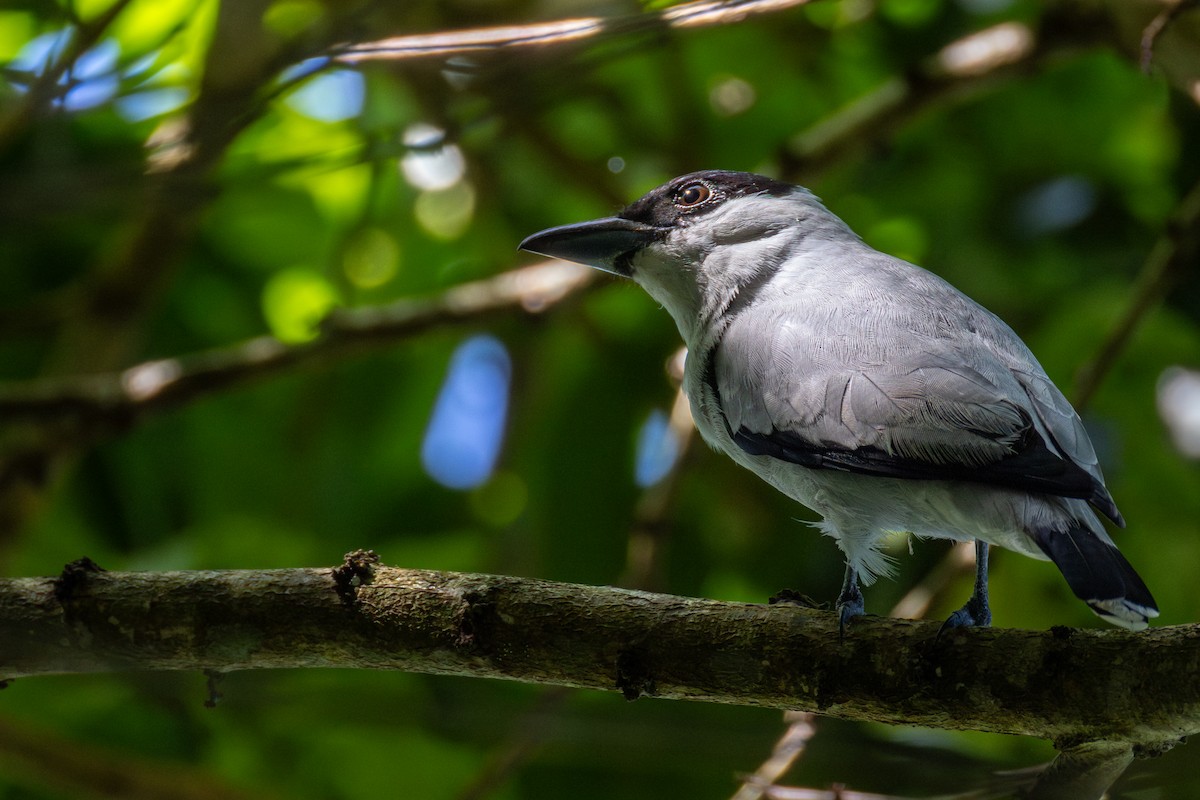 svartkronetityra - ML647431738