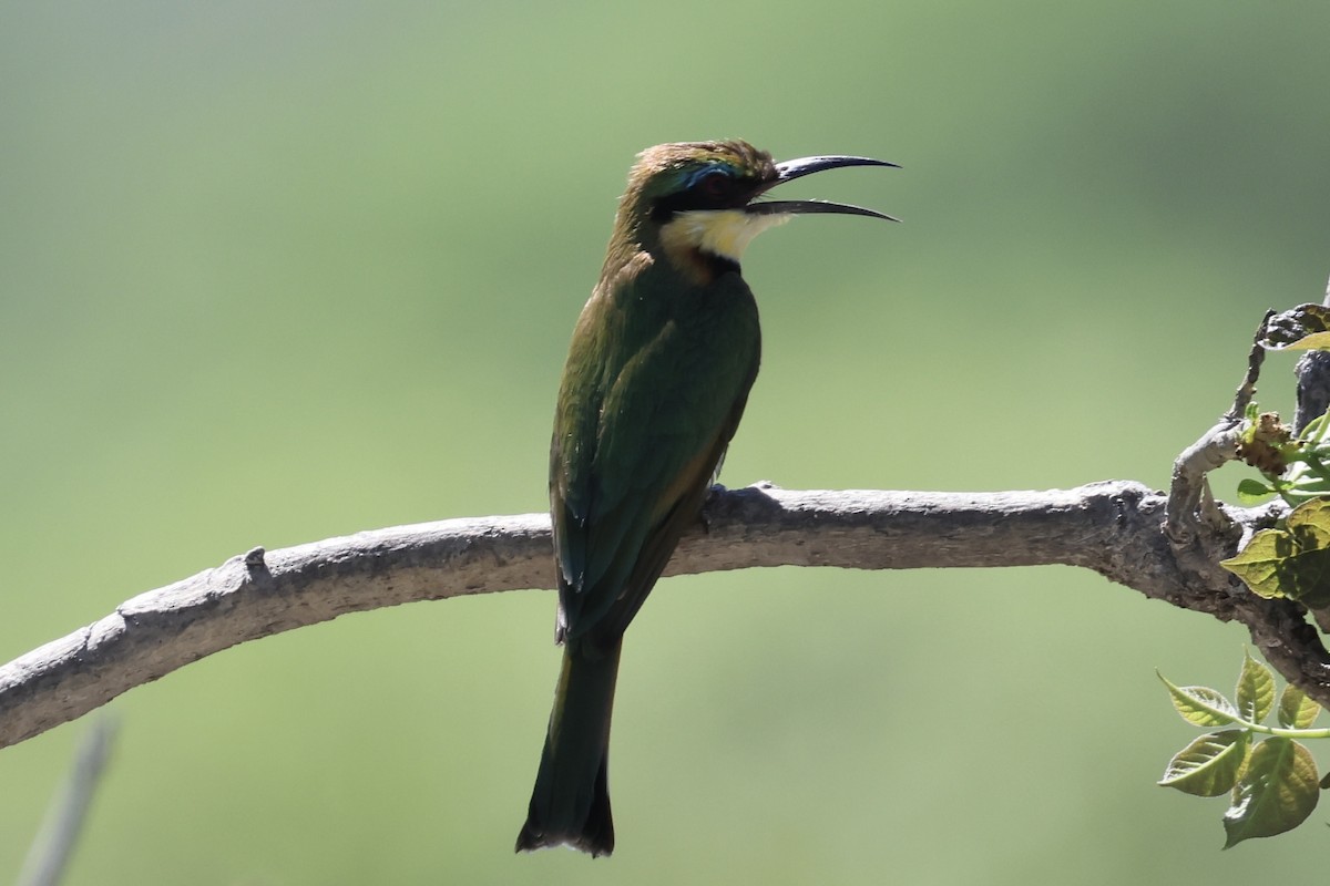 Guêpier nain - ML647431740