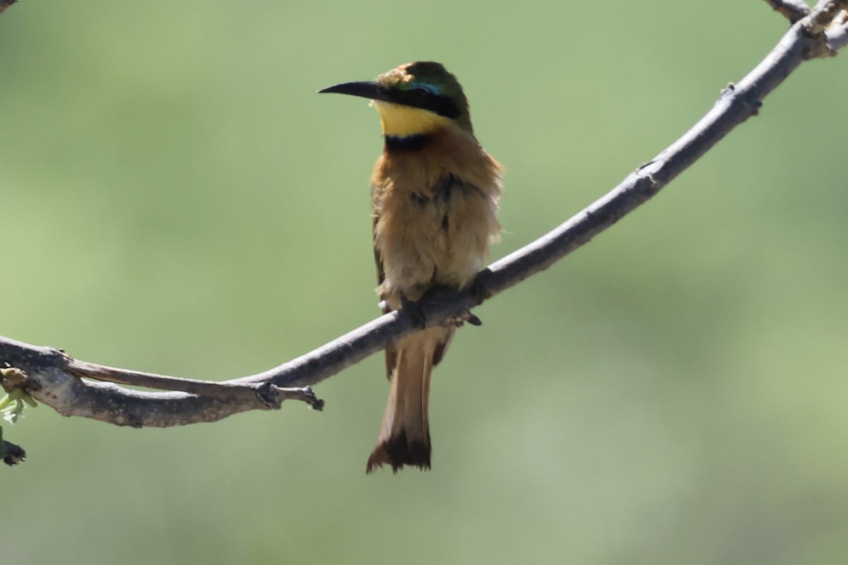 Guêpier nain - ML647431741