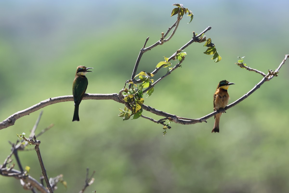 Guêpier nain - ML647431742