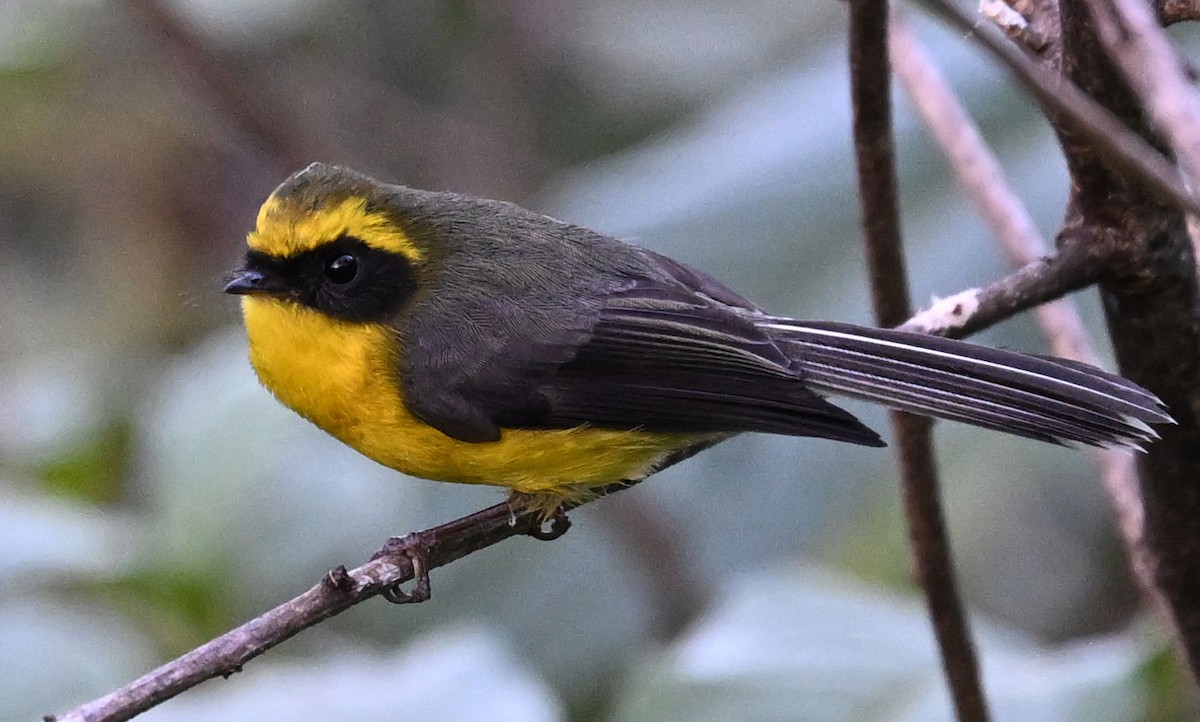 Yellow-bellied Fairy-Fantail - ML647431749