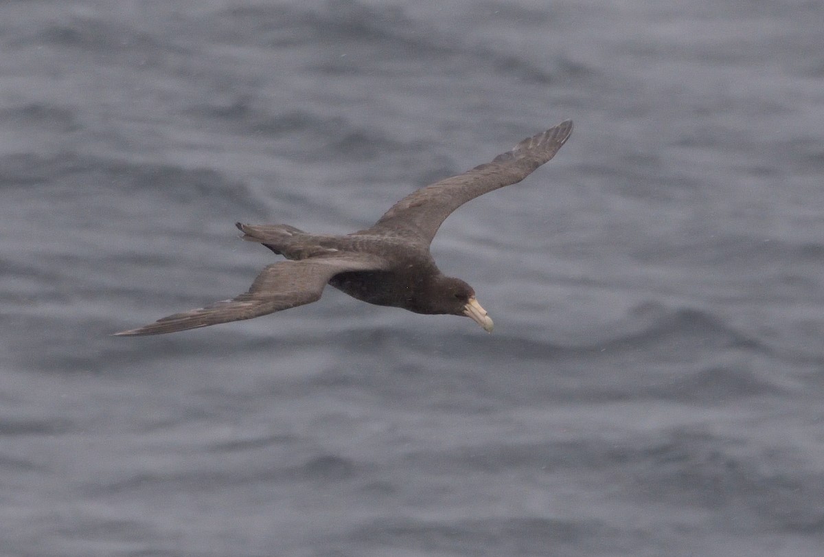 Riesensturmvogel - ML647431750