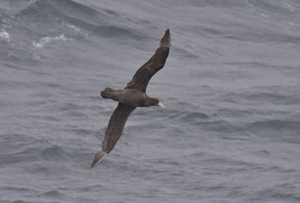 Riesensturmvogel - ML647431751