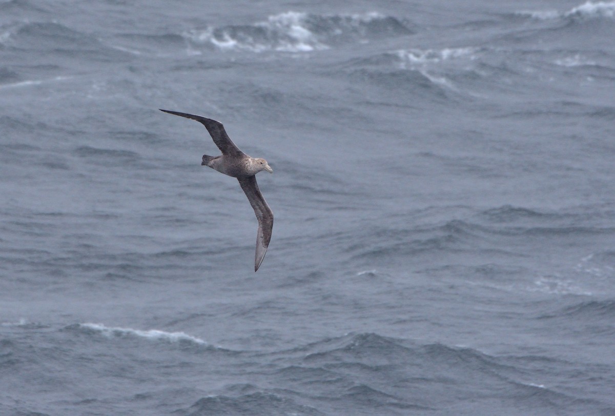 Riesensturmvogel - ML647431752