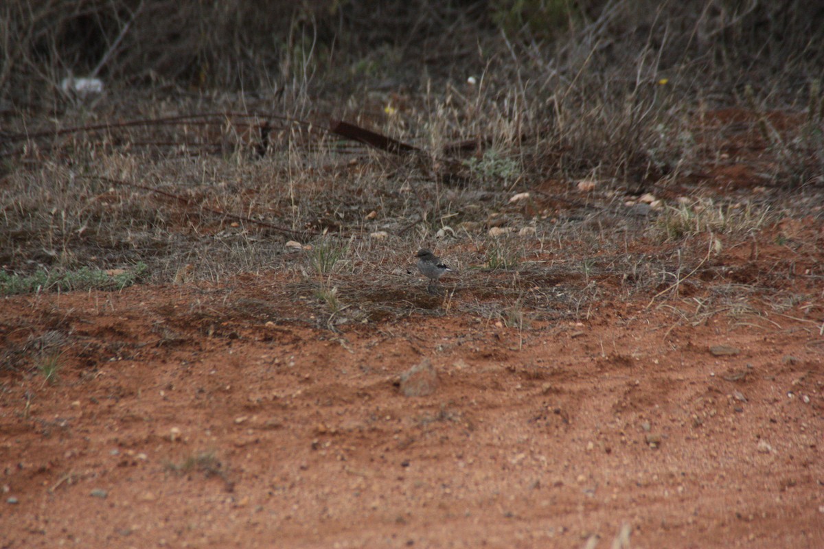Hooded Robin - ML647431753