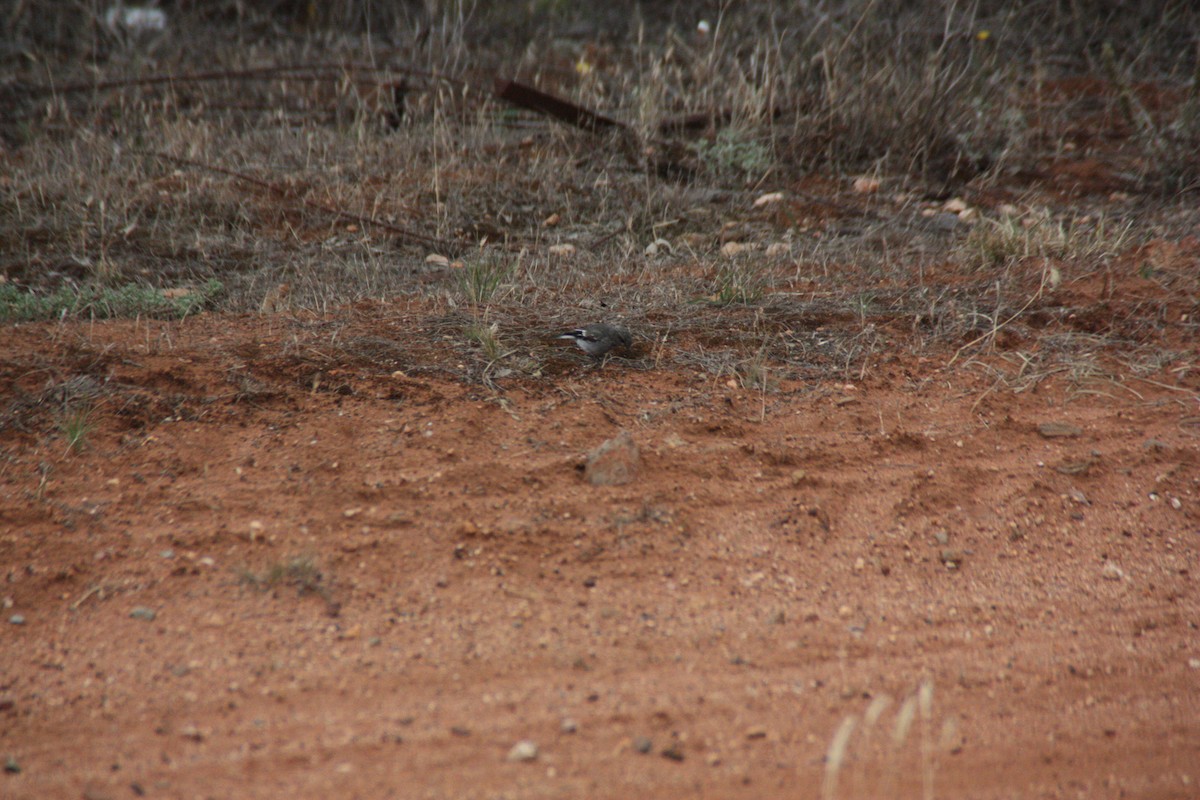 Hooded Robin - ML647431754