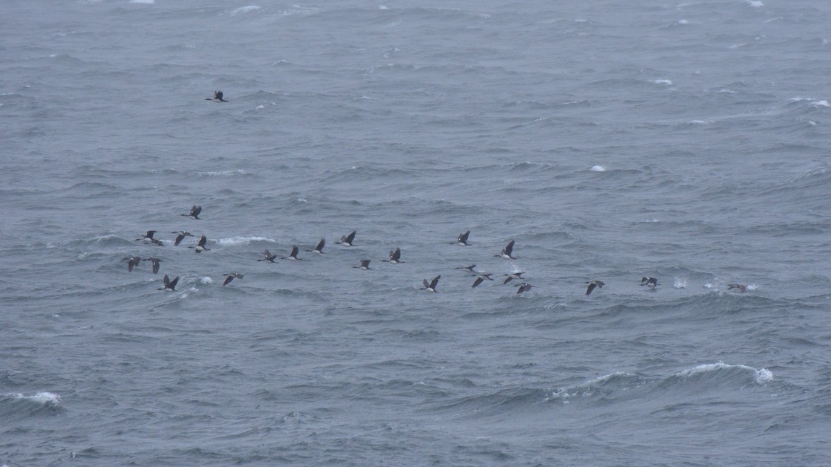 Kaiserscharbe - ML647431755