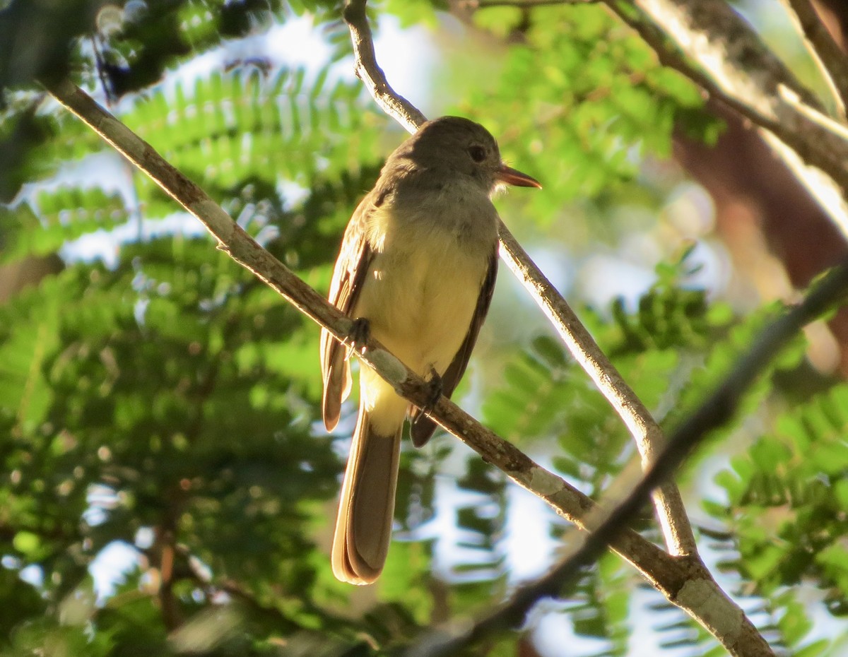 Panama Flycatcher - ML647431756