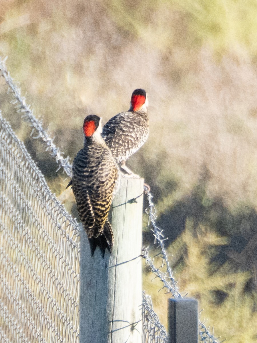 Декол плямистоволий - ML647431757