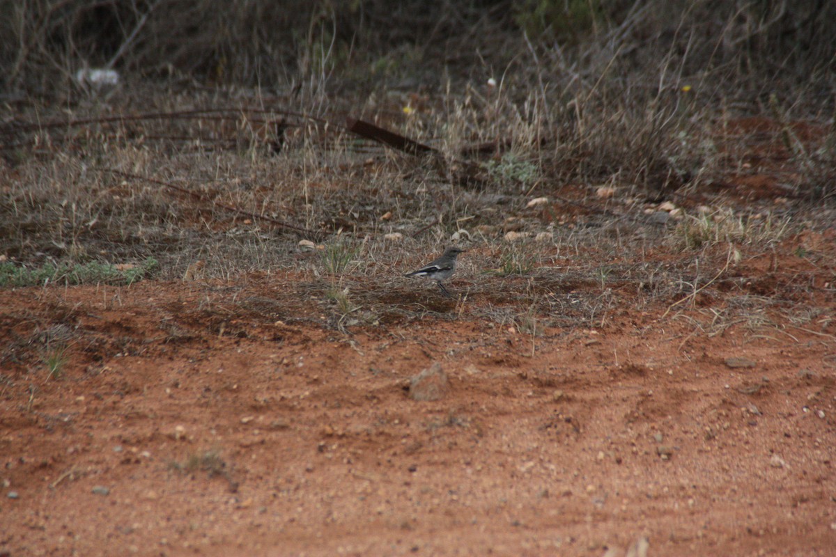 kutteflueskvett - ML647431759