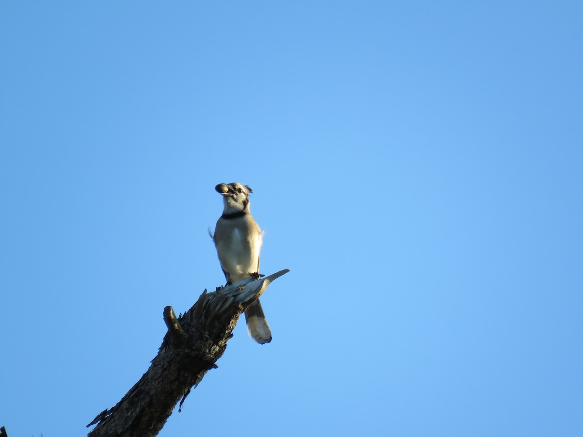 blåskrike - ML647431763