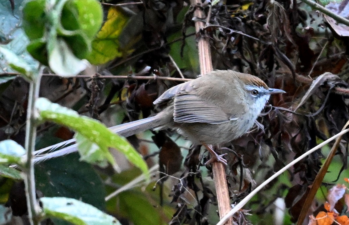 brunkroneprinia - ML647431764