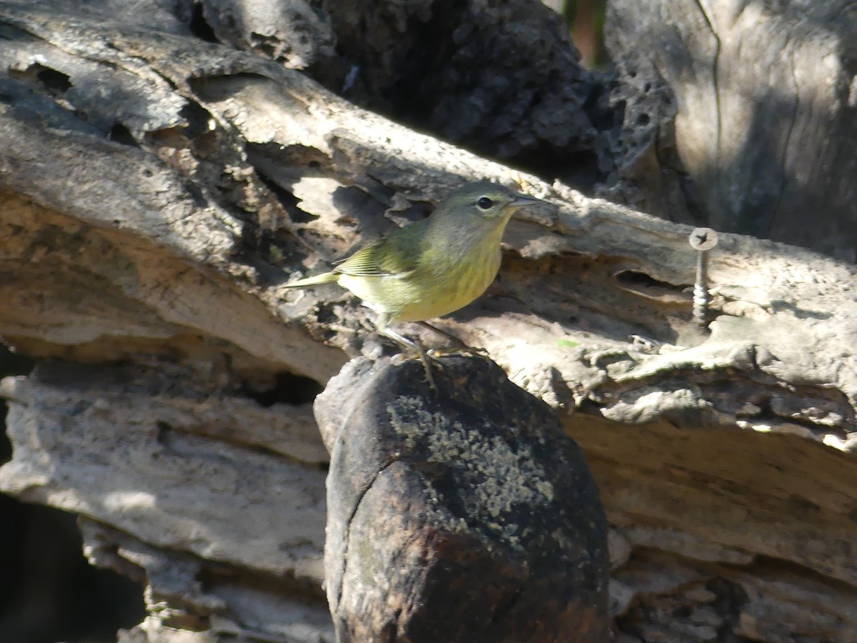 oransjekroneparula - ML647431768