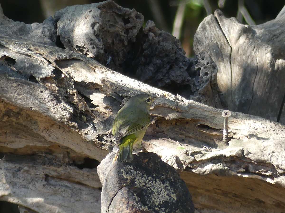 oransjekroneparula - ML647431769