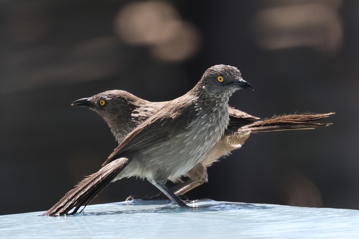 pilskriketrost - ML647431770