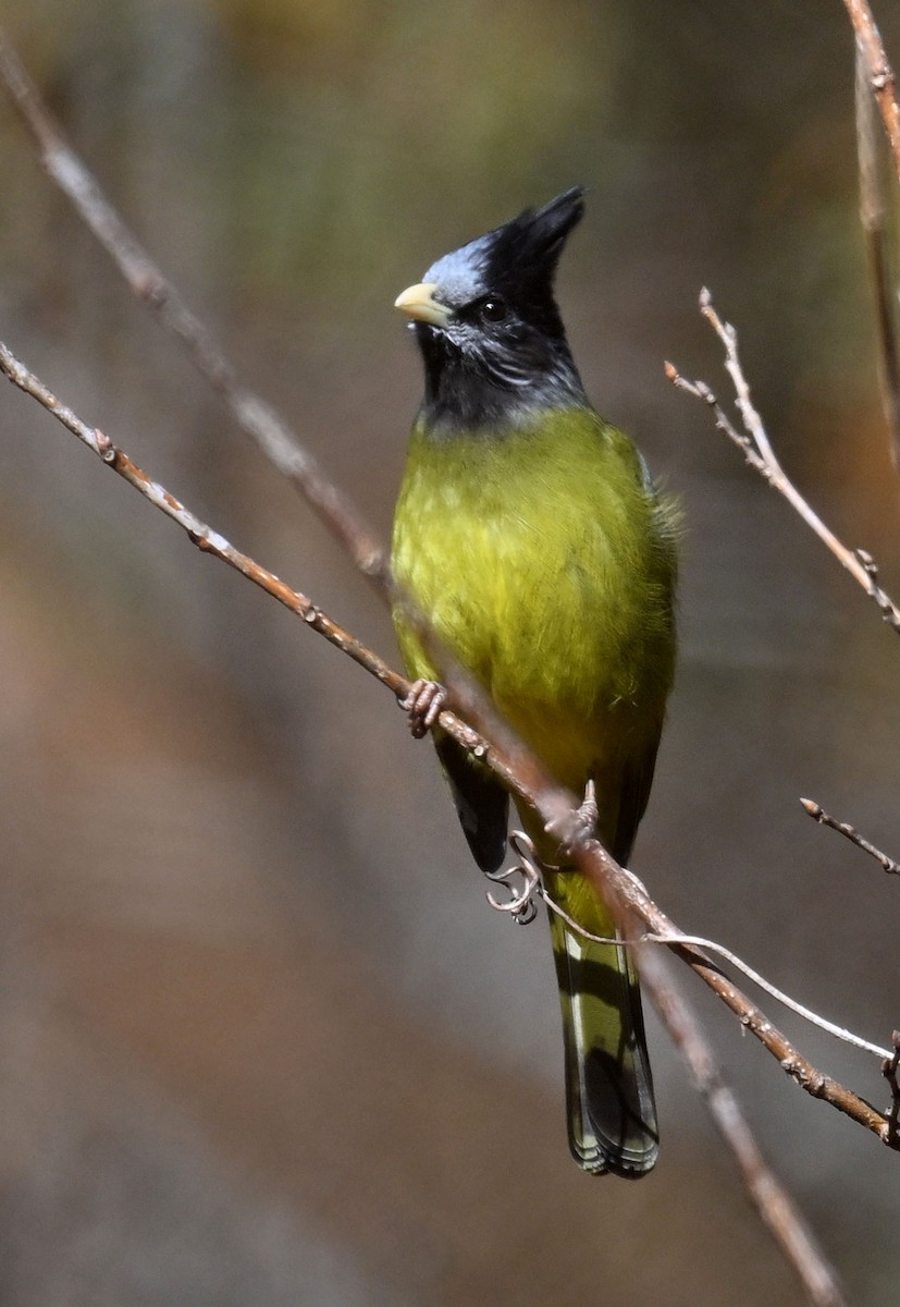 toppfinkebylbyl - ML647431772