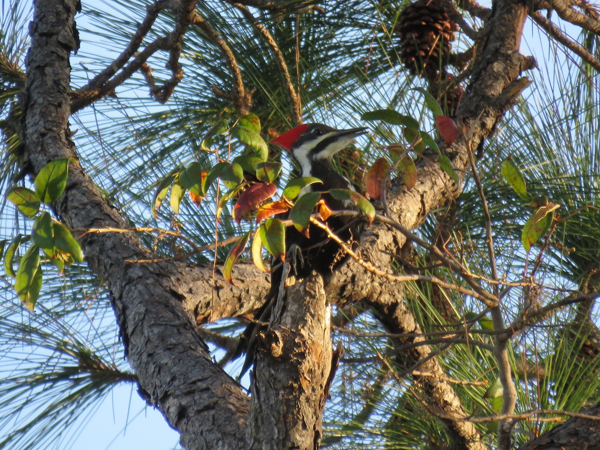 hvitbrynsvartspett - ML647431773