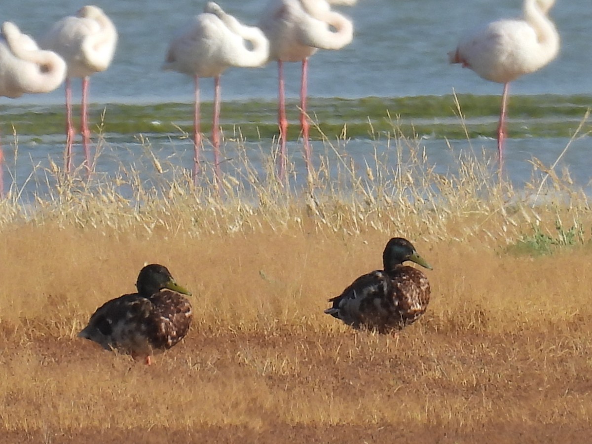 stokkand - ML647431774