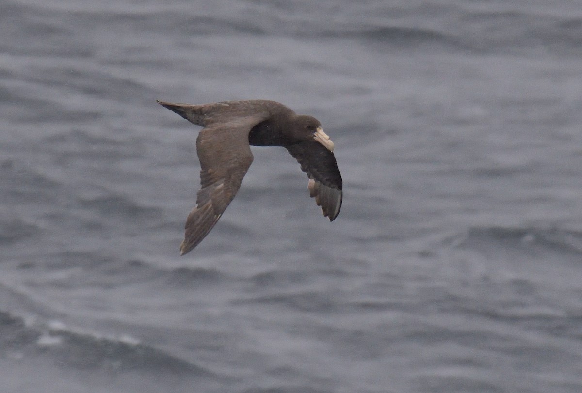 sørkjempepetrell - ML647431775