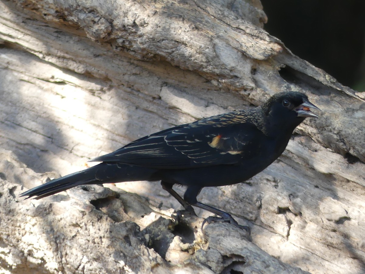 rødvingetrupial - ML647431776