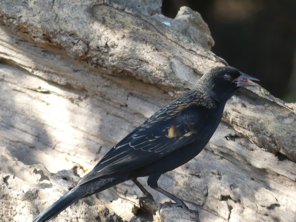 rødvingetrupial - ML647431777