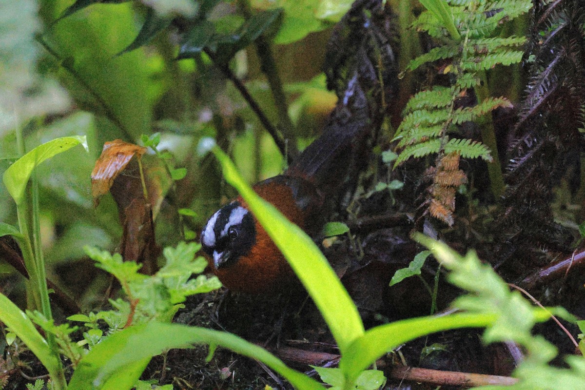 tanagarspurv - ML647431778