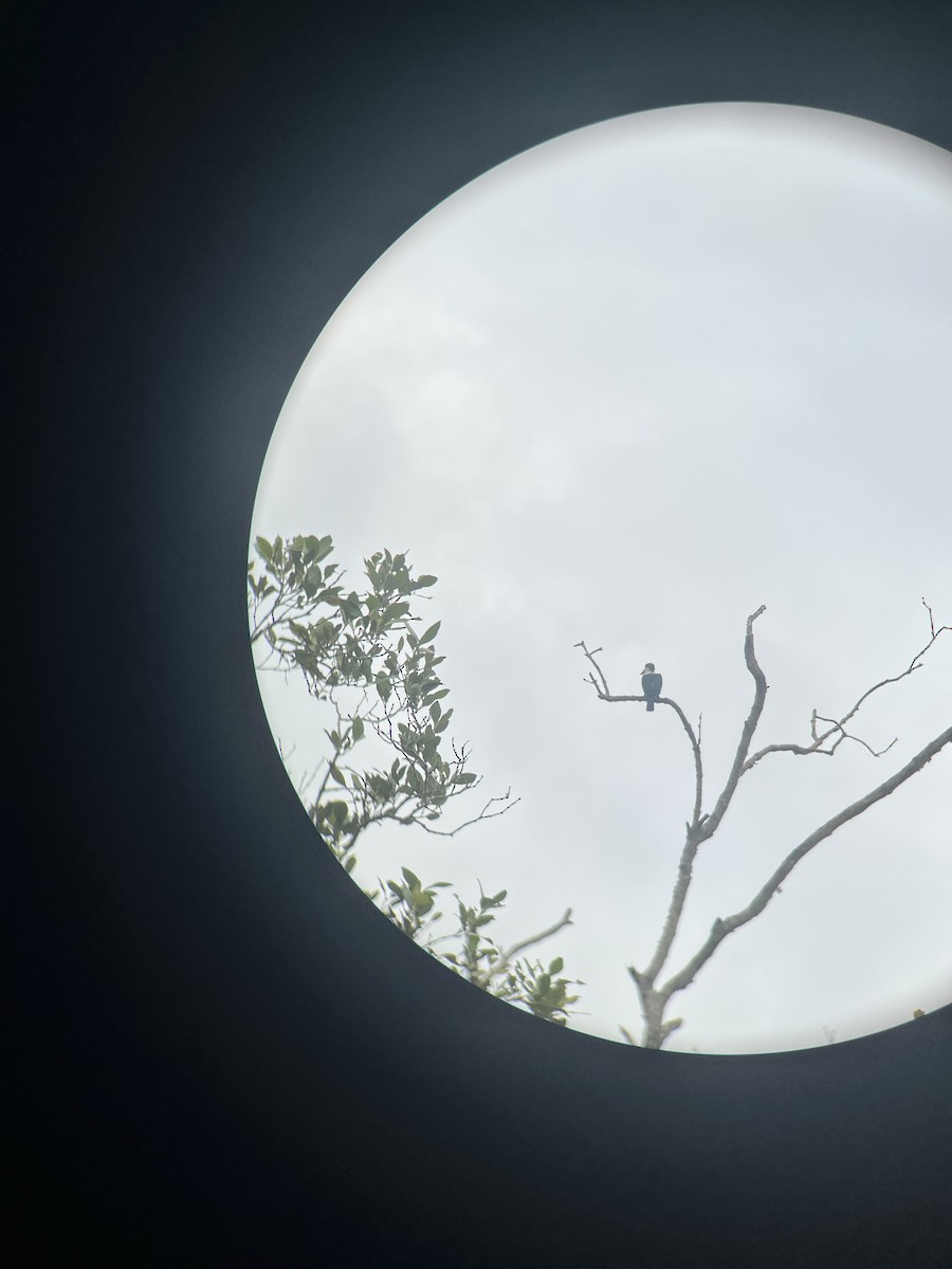 nefrittisfugl - ML647431779