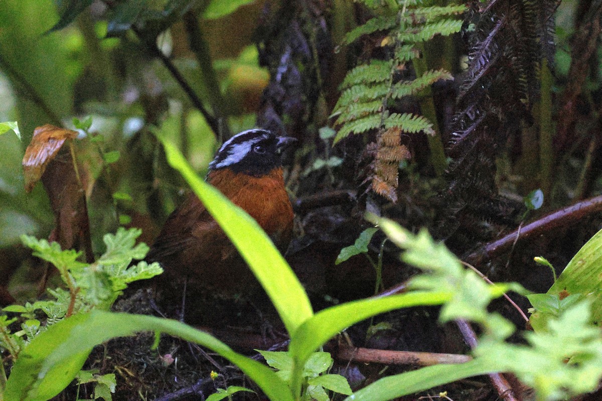 tanagarspurv - ML647431781