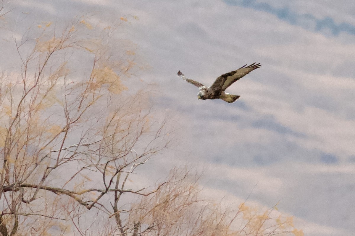 fjellvåk - ML647431784