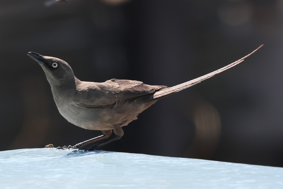 askestær - ML647431785