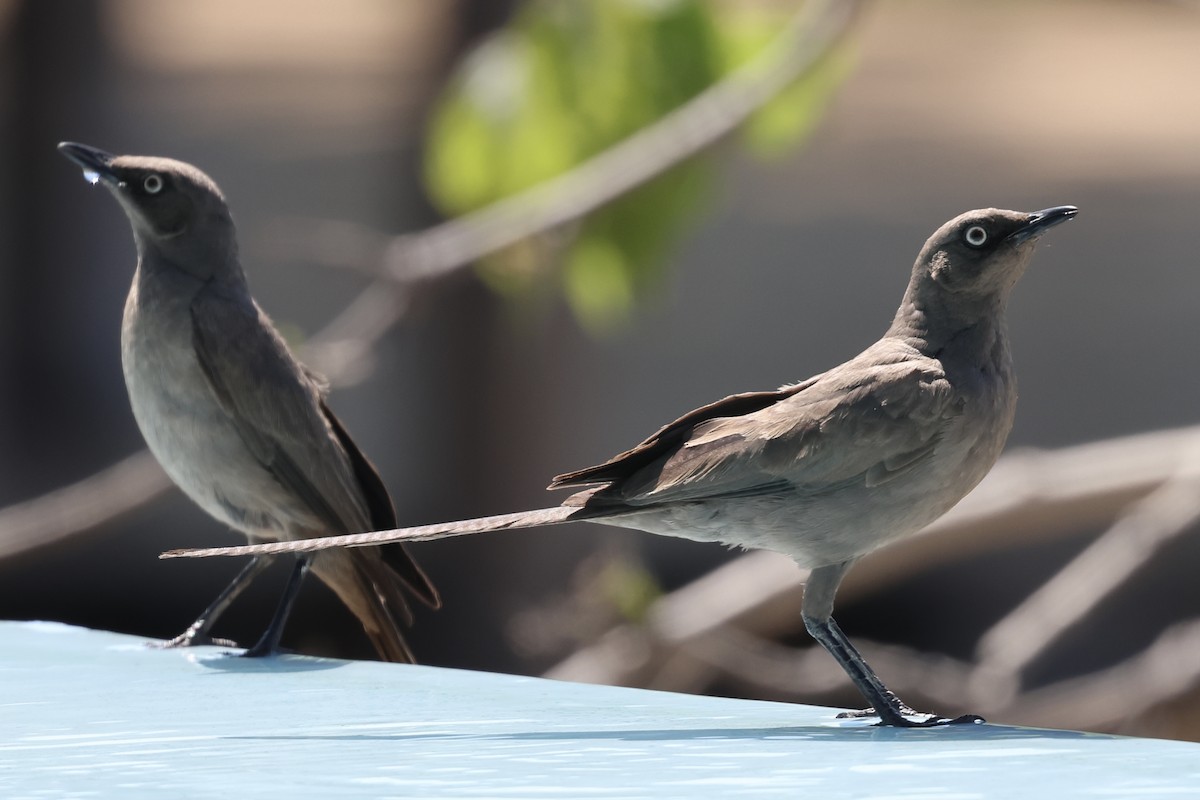 askestær - ML647431786