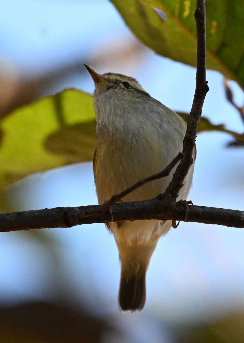 gulbrynsanger - ML647431787