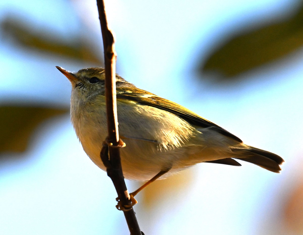 gulbrynsanger - ML647431788