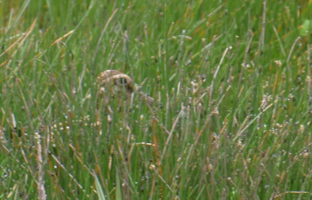 punabekkasin - ML647431789