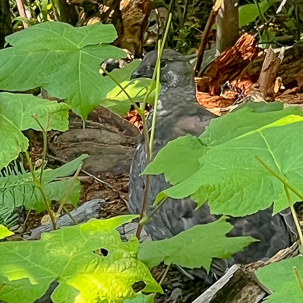 kragejerpe - ML647431790