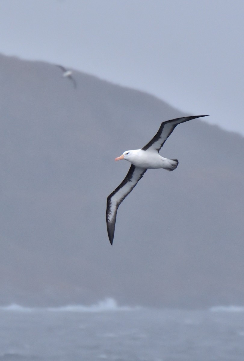 Schwarzbrauenalbatros (melanophris) - ML647431796