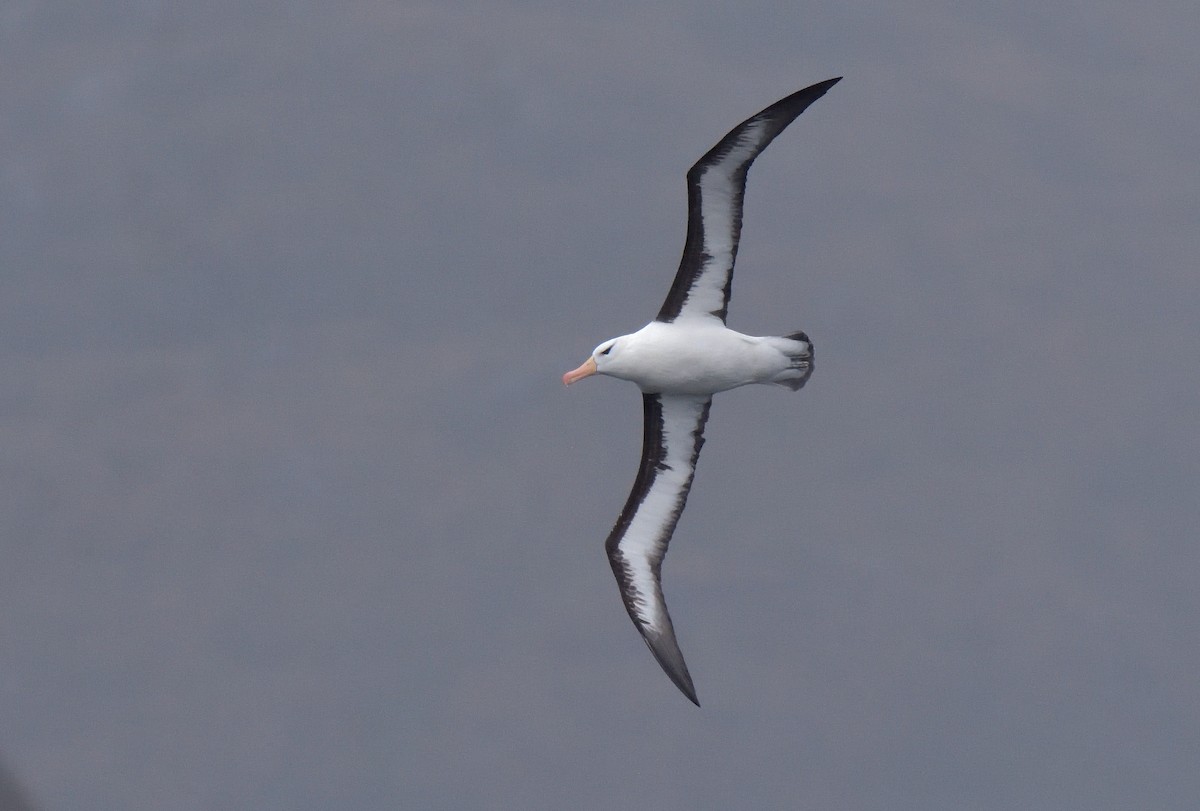 Schwarzbrauenalbatros (melanophris) - ML647431797