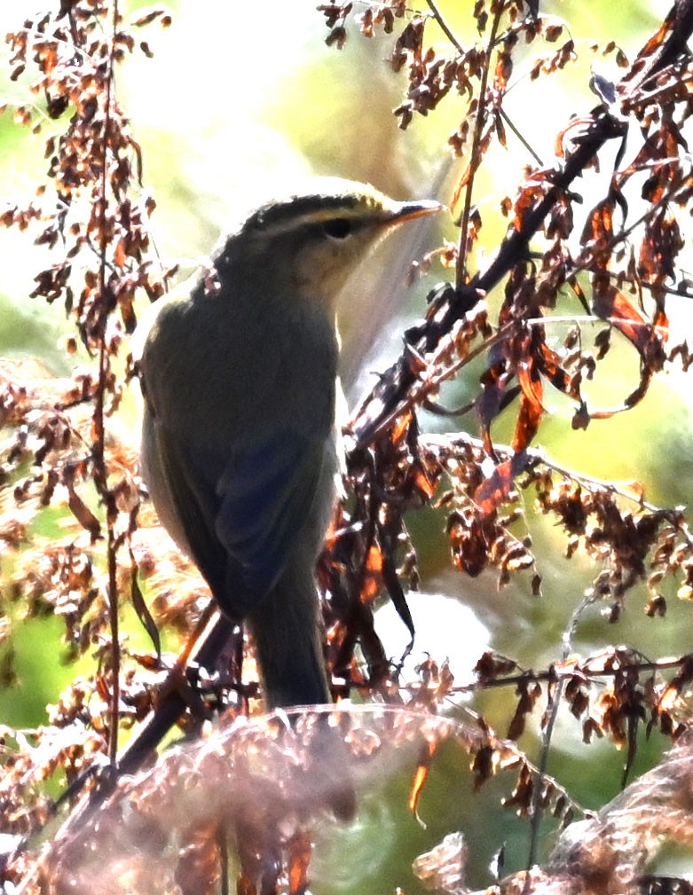 Tickell Çıvgını - ML647431799