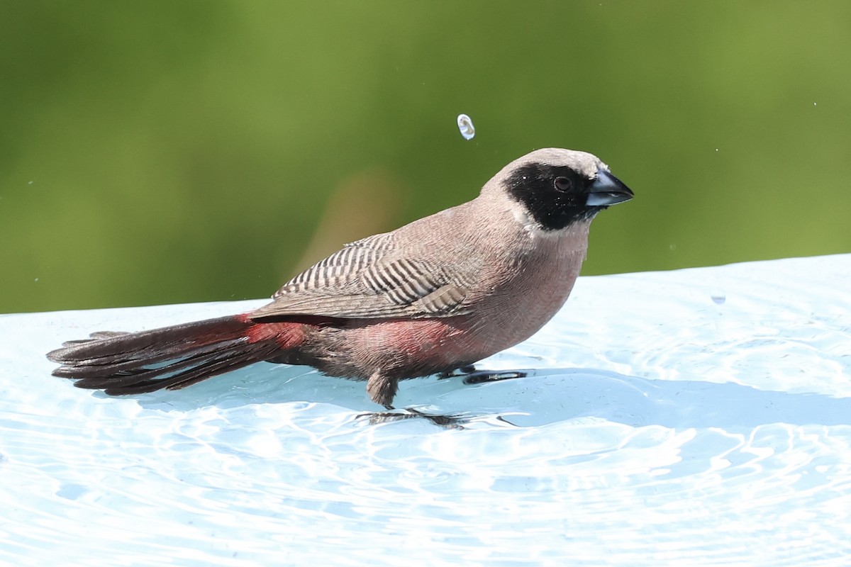 Astrild à moustaches - ML647431800