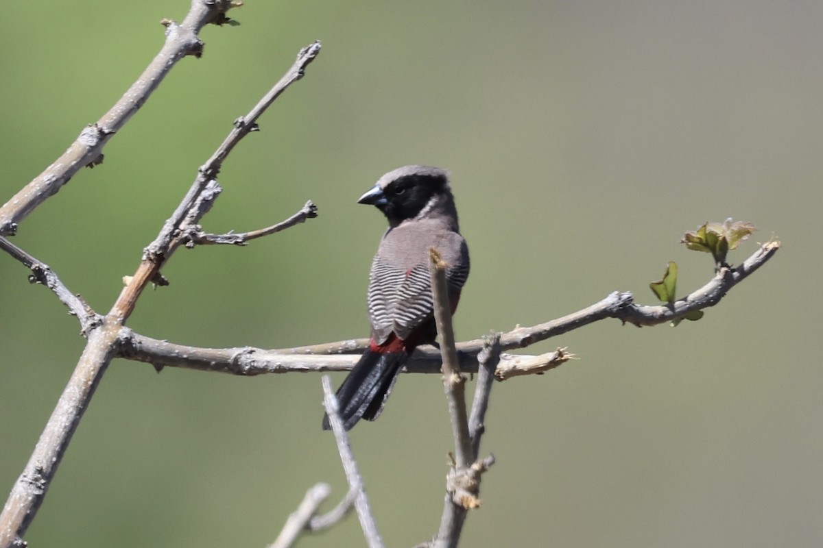 Astrild à moustaches - ML647431801