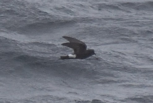 Buntfuß-Sturmschwalbe - ML647431803